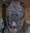 Duke was adopted by a loving family in South Florida. Duke was adopted by a loving family in South Florida.