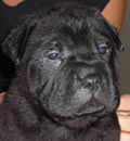 Duke was adopted and now living in his new forever home. Duke was adopted and now living in his new forever home.