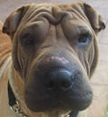 Dusty is now adopted, he is now living in Melbourne with his new family his dog sister and big brother. Dusty is now adopted, he is now living in Melbourne with his new family his dog sister and big brother.