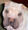 Elliott traveled to the Panhandle to be with his new family. He has 2 - 4 legged sisters including Bridget another FSPR resuce dog plus human sisters, a cat friend and a great mom & dad. Just the perfect family for this cute little boy. Elliott traveled to the Panhandle to be with his new family. He has 2 - 4 legged sisters including Bridget another FSPR resuce dog plus human sisters, a cat friend and a great mom & dad. Just the perfect family for this cute little boy.