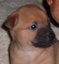 Emma was adopted by a family in Coral Springs, FL. She has 2 human brothers and one human sister, plus one canine brother too! Emma was adopted by a family in Coral Springs, FL. She has 2 human brothers and one human sister, plus one canine brother too!
