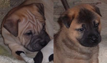 These two are the first of Brandy's pups to be adopted. They were adopted together by a wonderful family in Coconut Creek, FL. These two are the first of Brandy's pups to be adopted. They were adopted together by a wonderful family in Coconut Creek, FL.