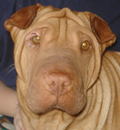 Miss Fiona met her new forever human and moved to Jacksonville.  She has a new home, a new bed, new friends, and a bright future thanks to Jose and the Florida Shar-Pei Rescue. What a cool girl!