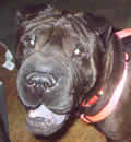 Freddie has found his forever home in Land-O-Lakes FL. His new family says... We love him, he is definitely a keeper. He is cool and loves going on walks. He sleeps at the foot of my bed and gives great kisses. He is a forever member of our family without a doubt. Freddie has found his forever home in Land-O-Lakes FL. His new family says... We love him, he is definitely a keeper. He is cool and loves going on walks. He sleeps at the foot of my bed and gives great kisses. He is a forever member of our family without a doubt.