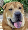 Freddie has a new name and a new address. He now goes by Pooh Bear and is living with a great couple in Alachua, FL. He is their first pei-bei and they love him very much. Thank you Vicki for fostering this great youngster.