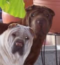 Hi Barb, I just wanted to take a moment to thank you for all your help. Last weekend, my dogs went to their new home in Fort Myers, Fl. A very nice lady with her children will take care of Arrehina and Arrugas. Again thank you so much, Gabriel Hi Barb, I just wanted to take a moment to thank you for all your help. Last weekend, my dogs went to their new home in Fort Myers, Fl. A very nice lady with her children will take care of Arrehina and Arrugas. Again thank you so much, Gabriel