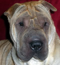 Ginger is now living in Plantation, Fl with her Sharpei brother Max and retriever sister Gemma. Her new mom needed a playful companion for Gemma and Ginger was the perfect fit.