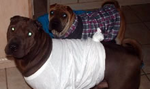 Gottie and Buddy are trying to stay warm in the Miami Winter. We are so loved! Gottie and Buddy are trying to stay warm in the Miami Winter. We are so loved!