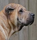A terrific family in Tallahassee has given Greg a chance to enjoy a family life with 2 human siblings, 2 bird friends and another canine buddy. Hap-pei New Year Greg. A terrific family in Tallahassee has given Greg a chance to enjoy a family life with 2 human siblings, 2 bird friends and another canine buddy. Hap-pei New Year Greg.