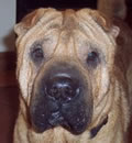 Gus Gus has won the rescue dog lottery, and the prize is his own home, yard, and family in Jacksonville. With a rescued female pal to play and go for walks, a disinterested older cat, and a mom, dad and little girl who think he's just as fantastic as we do, Gus is all set for the good life! Way to go Gus! Gus Gus has won the rescue dog lottery, and the prize is his own home, yard, and family in Jacksonville. With a rescued female pal to play and go for walks, a disinterested older cat, and a mom, dad and little girl who think he's just as fantastic as we do, Gus is all set for the good life! Way to go Gus!