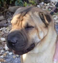 Guy is a perfect fit in his new home! His new owners say he is as happy as can be, playing with his sibling Daisy and her toys, and the two of them chase each other all over the backyard. He is loved! Guy is a perfect fit in his new home! His new owners say he is as happy as can be, playing with his sibling Daisy and her toys, and the two of them chase each other all over the backyard. He is loved!