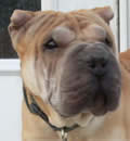 Halo was adopted by a great couple in Tampa. They understand his medical needs and are willing to love him and take care of him. Thank you, Brittany & Nicholas. You are a special couple. Halo was adopted by a great couple in Tampa. They understand his medical needs and are willing to love him and take care of him. Thank you, Brittany & Nicholas. You are a special couple.