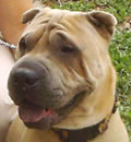 Hank has found a new home with lots of kids to love and play with. He is having fun with everyone in the neighborhood and has wormed his way into everyone’s heart... way to go Hank!!!! His new Mom adores him and his new Dad thinks he is pretty cool too!! Hank has found a new home with lots of kids to love and play with. He is having fun with everyone in the neighborhood and has wormed his way into everyone’s heart... way to go Hank!!!! His new Mom adores him and his new Dad thinks he is pretty cool too!!