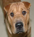 Hannah has settled into a wonderful forever home where she is chief pei in charge. She shares her toys with doting pei parents, Angie and Ricardo, and rides in the middle of the front seat where she has the best view in town. Hannah has settled into a wonderful forever home where she is chief pei in charge. She shares her toys with doting pei parents, Angie and Ricardo, and rides in the middle of the front seat where she has the best view in town.