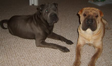 Harley and Bozley are happy at their new home in Orlando. Harley and Bozley are happy at their new home in Orlando.