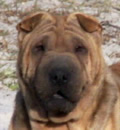 Holly is happily living in South Carolina with her new family. She enjoys car rides and is winning over the neighborhood with her great personality. Holly is happily living in South Carolina with her new family. She enjoys car rides and is winning over the neighborhood with her great personality.
