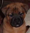 Ian was adopted by a family in Pompano Beach, FL. He has one human sister. Ian was adopted by a family in Pompano Beach, FL. He has one human sister.