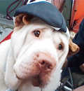 Jackson