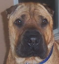 Jake was adopted by a great family in Cooper City, FL. He now has 3 canine sisters to play with everyday! Jake was adopted by a great family in Cooper City, FL. He now has 3 canine sisters to play with everyday!
