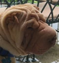 Jake was adopted by a loving family and is thoroughly enjoying his new home, especially his patio! Jake was adopted by a loving family and is thoroughly enjoying his new home, especially his patio!