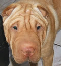 Jakob settled into his new home as soon as his paws hit the ground!! He has a female shar-pei buddy and also a Doberman to play with. He also has a great new Mom and Dad and two gals to hang out with as well. Things are looking pretty good for this little guy. All of his sad days are behind him. Jakob settled into his new home as soon as his paws hit the ground!! He has a female shar-pei buddy and also a Doberman to play with. He also has a great new Mom and Dad and two gals to hang out with as well. Things are looking pretty good for this little guy. All of his sad days are behind him.