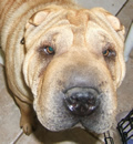 Janet Ling is loving life in her new forever home in Tampa, FL. She has a new family plus a 5 year old Pei brother named Albert to play with. She is one lucky girl. Janet Ling is loving life in her new forever home in Tampa, FL. She has a new family plus a 5 year old Pei brother named Albert to play with. She is one lucky girl.
