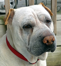 Jazmyn is happy in her new home city of Monticello, MS and is doing great from what we hear. She has lots of loving friends and family to spoil her and she takes advantage of them all. Miss Jazmyn is one lucky little lady.