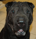 Jet was adopted to a nice young couple in Gainesville, FL and they are happy to have him since he is a real Sweetheart! Jet was adopted to a nice young couple in Gainesville, FL and they are happy to have him since he is a real Sweetheart!