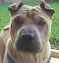 Johnny has found his happy ending. He is now living in Miami Fl with his new mom who had been searching for months for a dog. She saw Johnny and knew right away this was the boy for her. Johnny has found his happy ending. He is now living in Miami Fl with his new mom who had been searching for months for a dog. She saw Johnny and knew right away this was the boy for her.