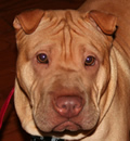 Ka-Lei is now Gracie and home with her forever mom and dad and new Pei brother Charlie Brown in South, FL.