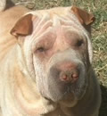 Kaleb was adopted by a lovely, young couple in Southwest Florida. He is spoiled rotten, just like he should be! Kaleb was adopted by a lovely, young couple in Southwest Florida. He is spoiled rotten, just like he should be!
