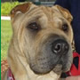 Kendall has been adopted by a lovely lady in Georgia. They hit it off as soon as they met and Kendall is another 'happy ending'. Thanks to our volunteer Elisabeth Simmons for working to make this happen for Kendall. Kendall has been adopted by a lovely lady in Georgia. They hit it off as soon as they met and Kendall is another 'happy ending'. Thanks to our volunteer Elisabeth Simmons for working to make this happen for Kendall.