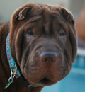Koko, is living in North Port with her new family who just love her. She gets to walk two to three times a day and sleep on her very own plush bed. Koko is the apple of their eye. This summer she will go travelling in the 40 foot RV with her new family. Koko, is living in North Port with her new family who just love her. She gets to walk two to three times a day and sleep on her very own plush bed. Koko is the apple of their eye. This summer she will go travelling in the 40 foot RV with her new family.