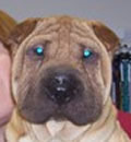 Good news, Mr Krinkles was lucky enough to be adopted in just one week by a lovely couple in Gainesville, FL! Good news, Mr Krinkles was lucky enough to be adopted in just one week by a lovely couple in Gainesville, FL!