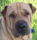 Lacey was adopted by a wonderful family from Kissimee Fl. They fell in instant love. The family has an 8 year old son and 4 year old daughter. Lacey was very gentle with the kids, then she rolled over onto her back for some belly rubs. She gave us a kiss goodbye and walked away, with her new family, never looking back. This is what it's all about. Lacey was adopted by a wonderful family from Kissimee Fl. They fell in instant love. The family has an 8 year old son and 4 year old daughter. Lacey was very gentle with the kids, then she rolled over onto her back for some belly rubs. She gave us a kiss goodbye and walked away, with her new family, never looking back. This is what it's all about.