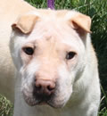 Little Leah/Lily went to visit her potential forever parents, and it was instant love. Their Pei, Ace liked her, mom Ronnie and dad Harry, just loved her. She walked in to their house and decided she was staying. She grabbed a bone and settled down on the persian rug, for a marathon chew fest. They were worried how she would be in a storm, so Mr. thunder and lighting rolled in while we were there. The girl didn't even bat an eye. This is one lucky little princess. Little Leah/Lily went to visit her potential forever parents, and it was instant love. Their Pei, Ace liked her, mom Ronnie and dad Harry, just loved her. She walked in to their house and decided she was staying. She grabbed a bone and settled down on the persian rug, for a marathon chew fest. They were worried how she would be in a storm, so Mr. thunder and lighting rolled in while we were there. The girl didn't even bat an eye. This is one lucky little princess.