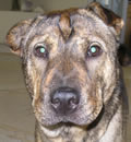 Port St Lucie is the new forever home for this lucky little pei girl. Thankfully she was micro-chipped, so we were contacted when she was dropped at a shelter. She is joining her brother Casper a.k.a Bentley. The family was so pleased with Bentley, they were looking for a companion to join him and they looked at our website and there she was. It was meant to be! Thanks, Chris and Sara