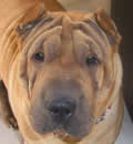 Lily is now living in Homestead, FL with her 2 new sisters, Winne a 14 year old sharpei and sugar baby a 10 year old chihuahua, she is a perfect fit in a very laid back home. Which is exactly what she needed. Lily also sends Pei kisses to her Guardian Angel 'FU Loveless' who sent Lily help and love from 'Over the Rainbow Bridge'.