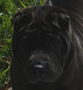 Lizzie is now living in South Florida with her new family. Her parents were so excited to get her, they had to have her as soon as she arrived in the area. She reminded them of the Pei they had just lost and needed her to fill the void in their heart. Lissie says... 'thanks to my new family I will have a wonderful holiday'. Lizzie is now living in South Florida with her new family. Her parents were so excited to get her, they had to have her as soon as she arrived in the area. She reminded them of the Pei they had just lost and needed her to fill the void in their heart. Lissie says... 'thanks to my new family I will have a wonderful holiday'.