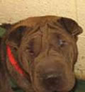 Lola has joined a great family in Palm Coast where she has two human siblings and a mommy and daddy who love her to death! She loves them too and showered them with wiggles and kisses right away. Lola has joined a great family in Palm Coast where she has two human siblings and a mommy and daddy who love her to death! She loves them too and showered them with wiggles and kisses right away.
