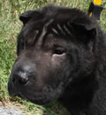 Luca is now Sharpie like the pen. He is living in Pembroke Pines, FL with his new parents and canine sister, his new dad thinks he is just perfect. Luca is now Sharpie like the pen. He is living in Pembroke Pines, FL with his new parents and canine sister, his new dad thinks he is just perfect.