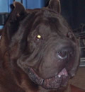 Lucas has found pei heaven in Edgewater FL. He has a new girlfriend Trixy and lovely parents who say to look for Lucas on weekends at the dog beach. Lucas has found pei heaven in Edgewater FL. He has a new girlfriend Trixy and lovely parents who say to look for Lucas on weekends at the dog beach.