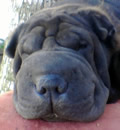 Little Miss Luna has found her Pei Paradise with a great loving family in Inglis, FL. She has the run of the house and a large fenced yard to explore. She has a nice bed, gets great food, and receives lots of love and scratches from her mom and dad. If that's not Pei Heaven I don't know what is.