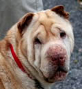 Macy has found her special forever home with a great family in Summerfield, FL. They said they would love to have a cute freckled girl in their life and Macy was the one for them. They are THRILLED with Macy, she has already met many of the neighbors and everyone is crazy about her. Macy has found her special forever home with a great family in Summerfield, FL. They said they would love to have a cute freckled girl in their life and Macy was the one for them. They are THRILLED with Macy, she has already met many of the neighbors and everyone is crazy about her.