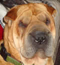 Miss Magnolia has traveled all the way from North Alabama and now calls Ormond Beach her home. With the help of 2 great Alabama volunteers, Tammy & Rebecca, this beautiful pei and her 2 pup-peis were saved and will live wonderful lives now as pets and not puppy mill producers. Maggie has taken up residence with 3 cats, a shi-tzu and 2 human teenagers. Wrinkles rule!