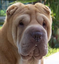 And she will live 'Happily Ever After' in a loving home in Lakeland, FL. Maizey's foster mom & dad love this adorable little pei-bei and decided the best forever home for her would be right there with them. She is a lucky and very hap-pei lady! Maizey also sends Pei kisses to her Guardian Angel 'CASHOO' who sent her love and is watching over Maizey from 'Over the Rainbow Bridge'.