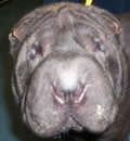 Manny has a great home with lots of Pei brothers and sisters. When we got there he gave his new mom a kiss on the nose and then slept on her bed with his head on her stomach all night! Pretty good for a boy who ran from people two weeks ago! Just goes to show what a little love will do! Here's to second chances! Manny has a great home with lots of Pei brothers and sisters. When we got there he gave his new mom a kiss on the nose and then slept on her bed with his head on her stomach all night! Pretty good for a boy who ran from people two weeks ago! Just goes to show what a little love will do! Here's to second chances!