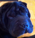 Max has moved to the New Port Richey area and has a pei sister that was also adopted from FSPR. He has a huge back yard and a loving and caring mom and dad and this lucky boy will never need or want for anything ever. Thanks James for adopting again and keep those pictures coming!