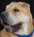Max has adopted a great young family in Tampa, FL and they are all living in a brand new home. They are all 'Livin La Vida Loca' Max has adopted a great young family in Tampa, FL and they are all living in a brand new home. They are all 'Livin La Vida Loca'