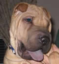 Mei-Ling is happily burning off that puppy energy with another rescued wrinkly named Lovebug, a new mommy and daddy, and two human brothers! This young family in St. Augustine was the perfect fit for our sweet and crazy little girl! Mei-Ling is happily burning off that puppy energy with another rescued wrinkly named Lovebug, a new mommy and daddy, and two human brothers! This young family in St. Augustine was the perfect fit for our sweet and crazy little girl!